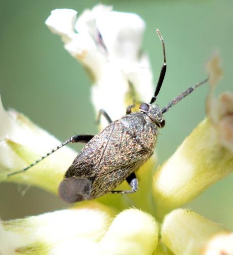 Réf. 322 936 : Heterocapillus tigripes